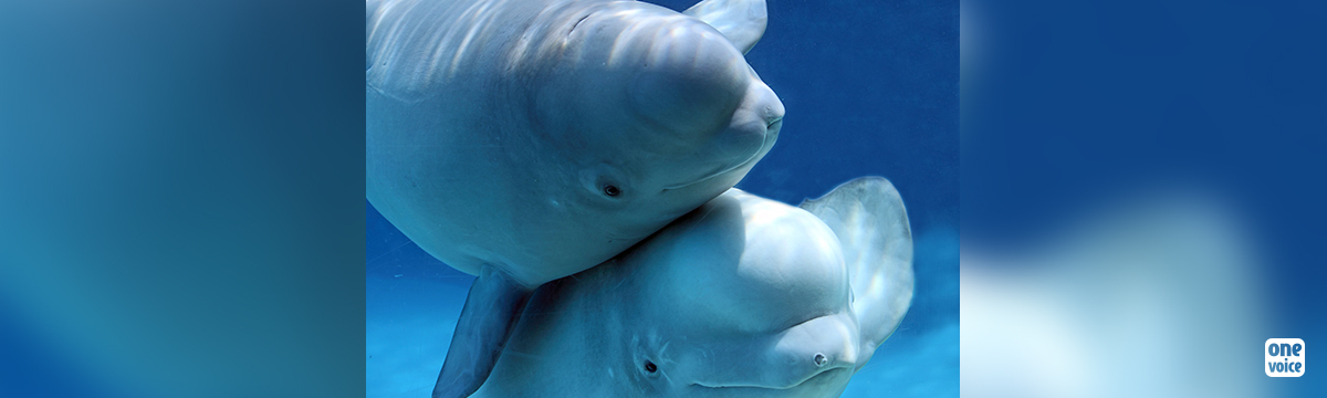Trafficking of Beluga Whales and juvenile Orca Whales discovered in Russia