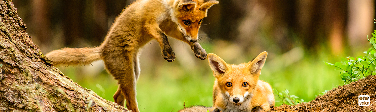 One Voice in the court of Nancy, to rescue 500 foxes destined to be hunted by the Prefecture!