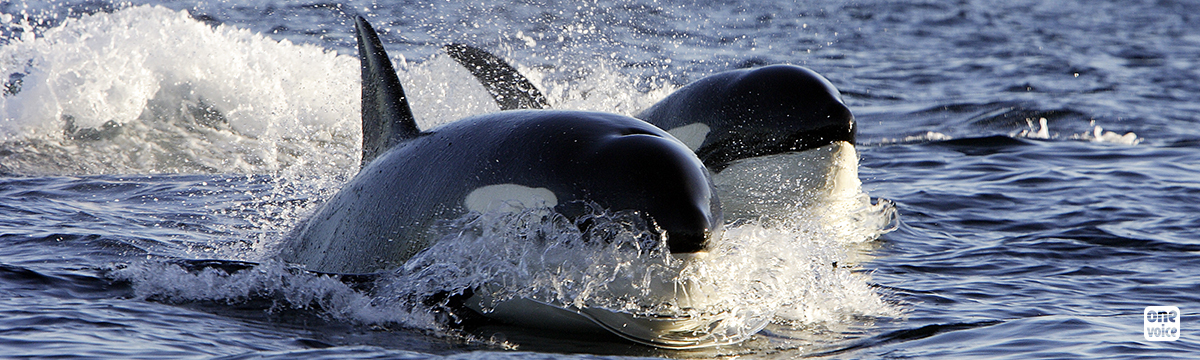 The capture of orcas and belugas in Russia is considered illegal!