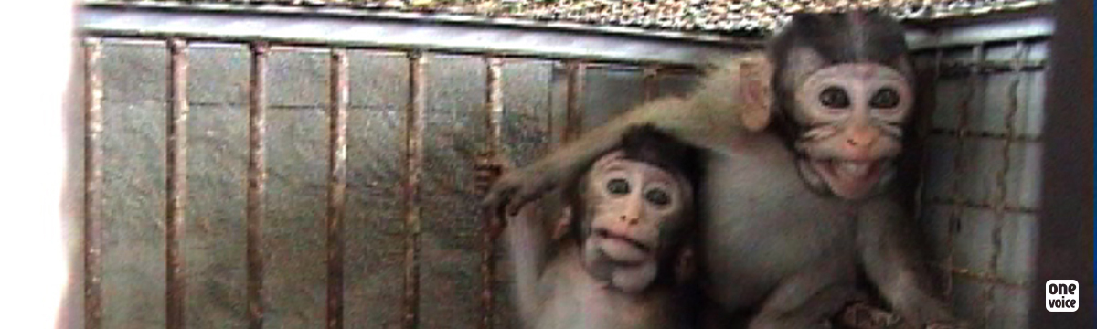 Expériences sur les primates : une parenté dangereuse pour l’homme