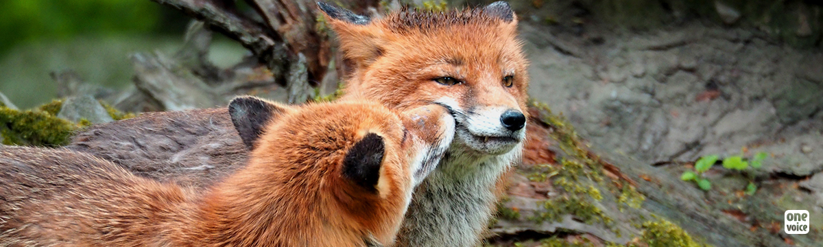 The administrative court of Strasbourg takes the side of the foxes!