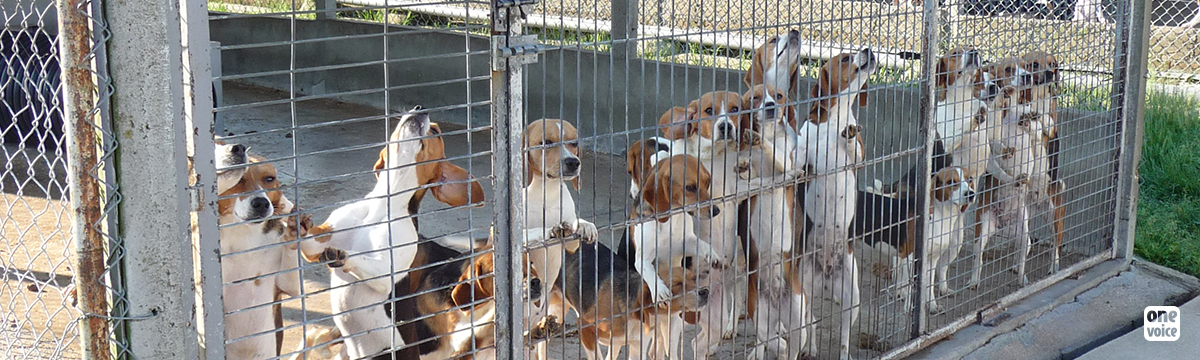 Animal experimentation: One Voice defends its evidence against dog breeding at the Paris Court of Appeal