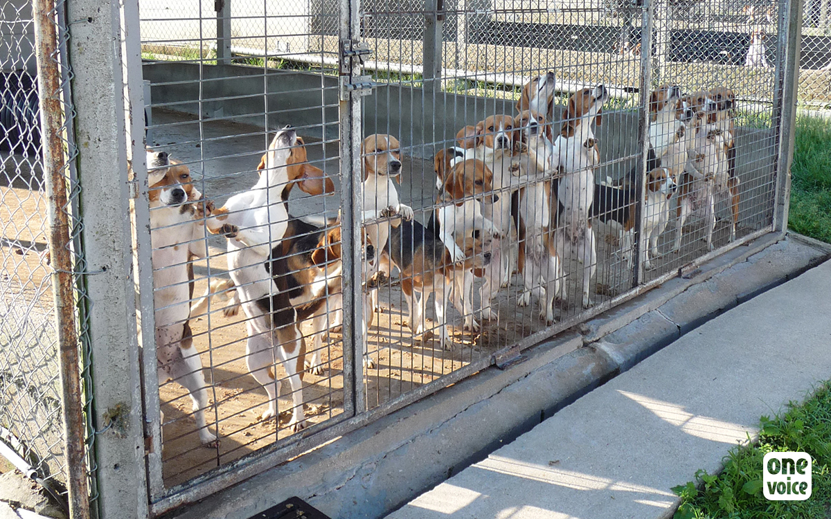 Expérimentation animale: One Voice défend ses preuves contre l'élevage de chiens à la cour d'appel de Paris