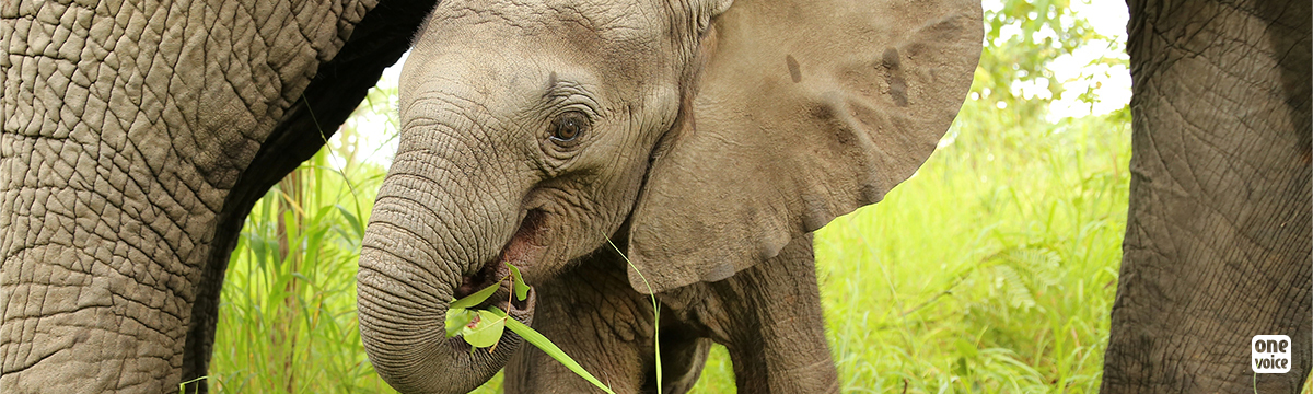 Baby elephants caught in Zimbabwe and sold to a park in China