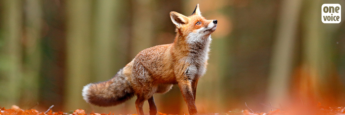 One Voice in Rouen against the hunting of red foxes in l’Eure, hearing scheduled for the 3rd April