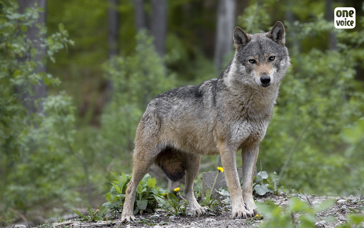Les loups menacés par la pression des chasseurs
