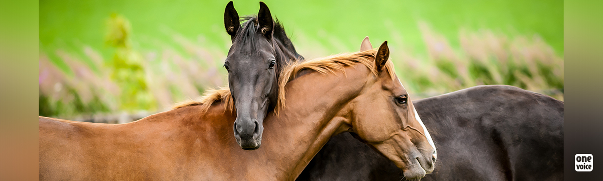 Maltraitance sur sept chevaux : One Voice réclame justice