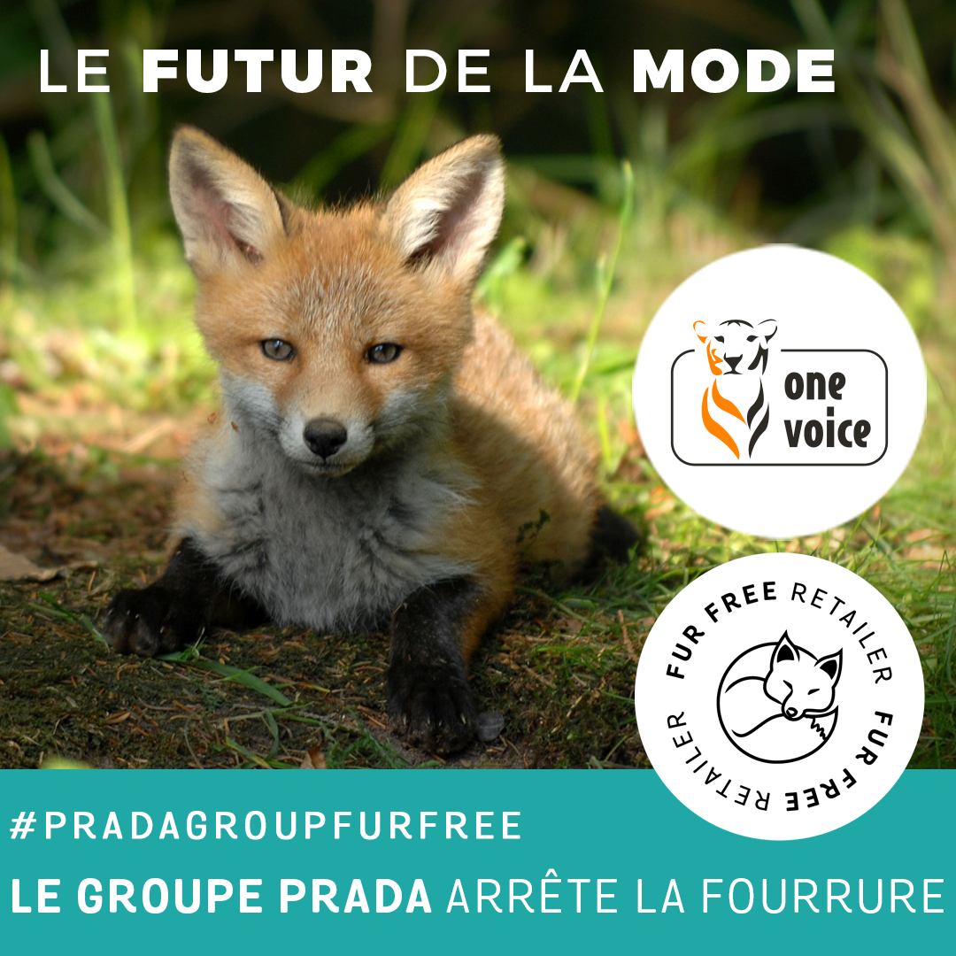 One Voice applaudit: le groupe Prada annonce une politique sans fourrure et rejoint ainsi le programme international Fur Free Retailer