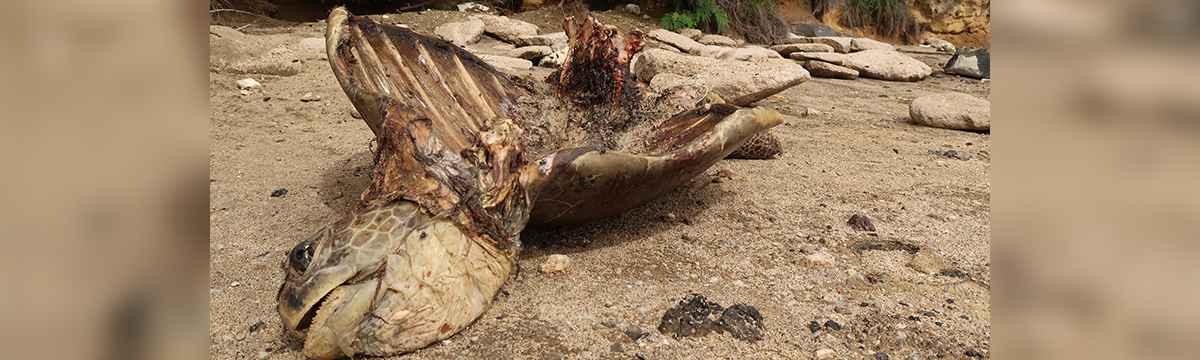Deux tueurs sanguinaires de tortues marines interceptés à Mayotte!