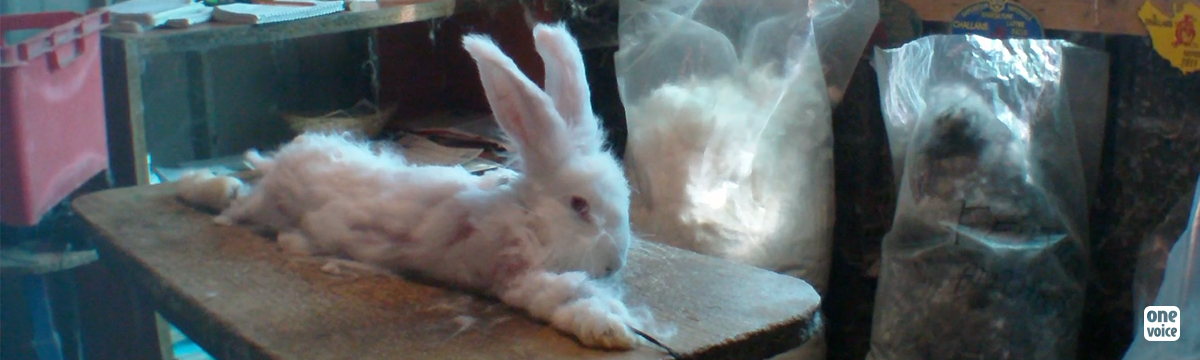No, Angora rabbits don't like having their fur pulled out!