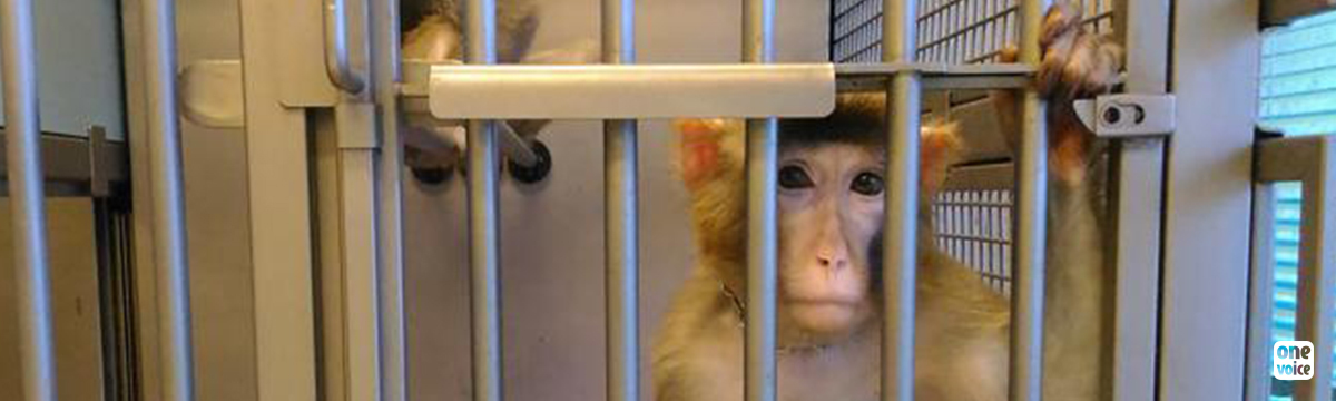 In Turin, macaques blinded by continuous brain operations