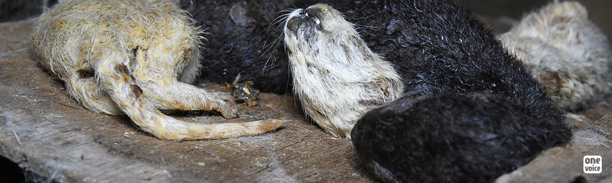 The agony of mink at a farm in Eure-et-Loir