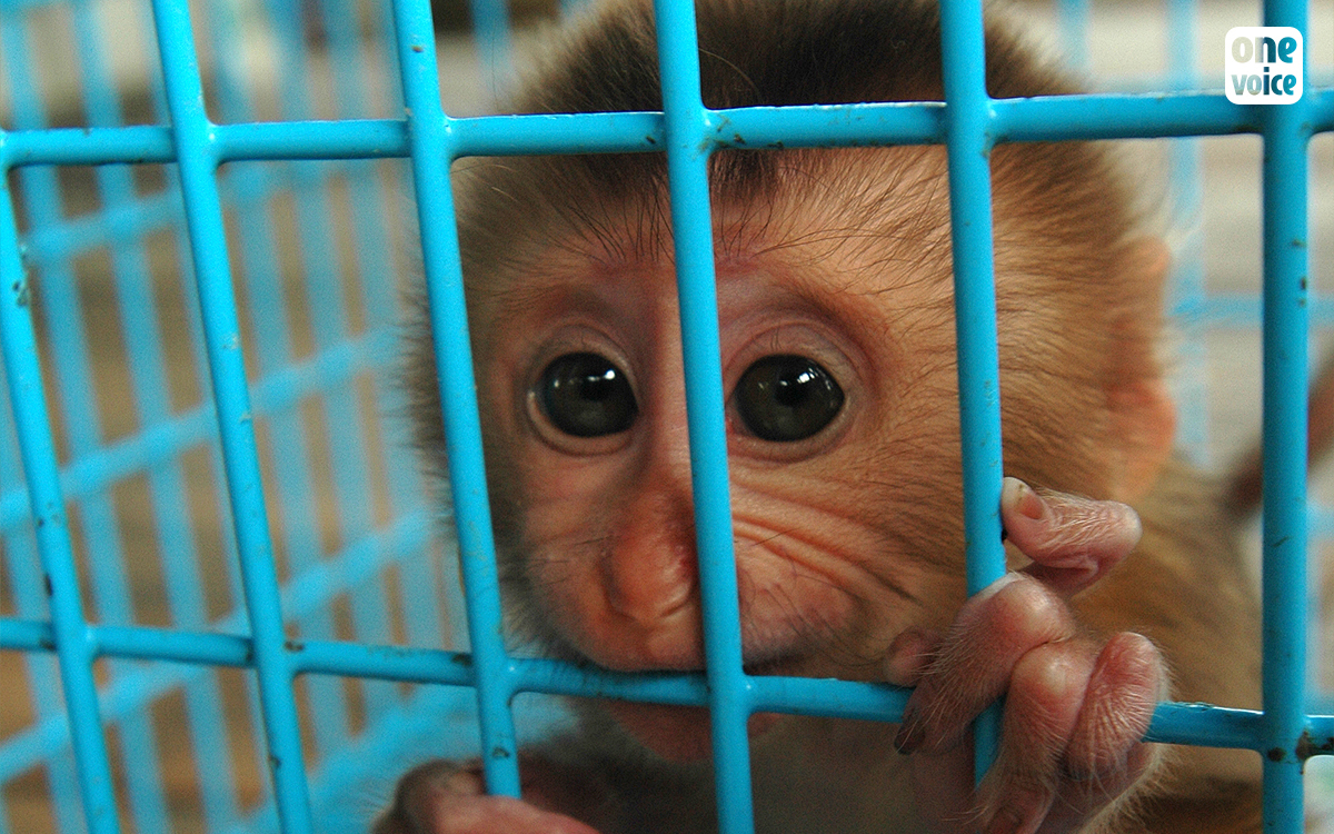 Un nouveau partenariat pour la protection des animaux à l’échelle européenne vise à mettre fin à l’expérimentation animale dans l’UE