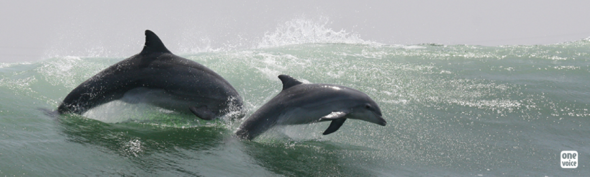 A planned end to dolphinariums in France!