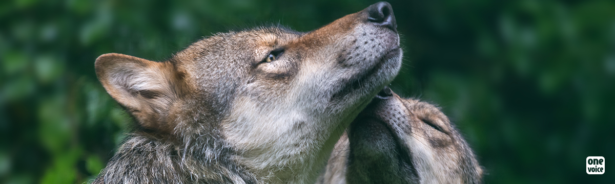 Une tuerie exponentielle de loups autorisée en France 