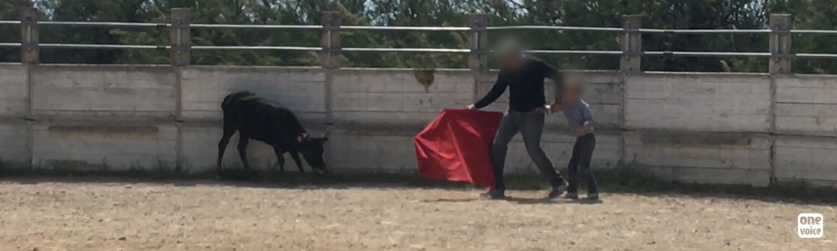 One Voice infiltrates a bullfighting school for children in France!