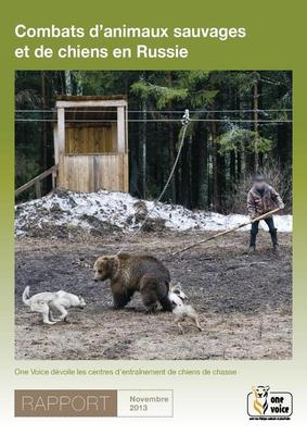 Combats d'animaux sauvages et de chiens en Russie