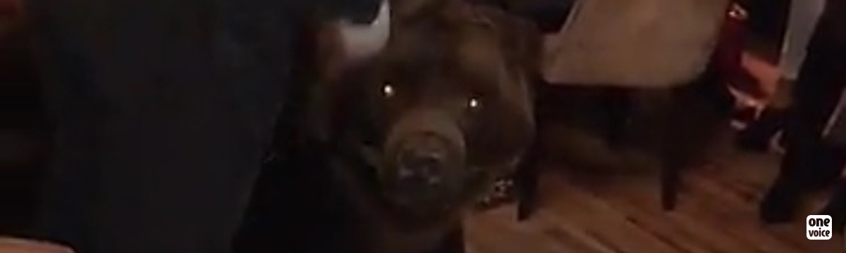 Micha, ours « de cirque », exhibé dans un restaurant pour la St Valentin