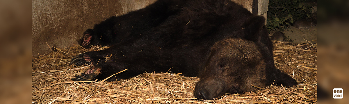 Micha, Glasha et Bony, trois ours de cirque mourants, dans des cellules en France