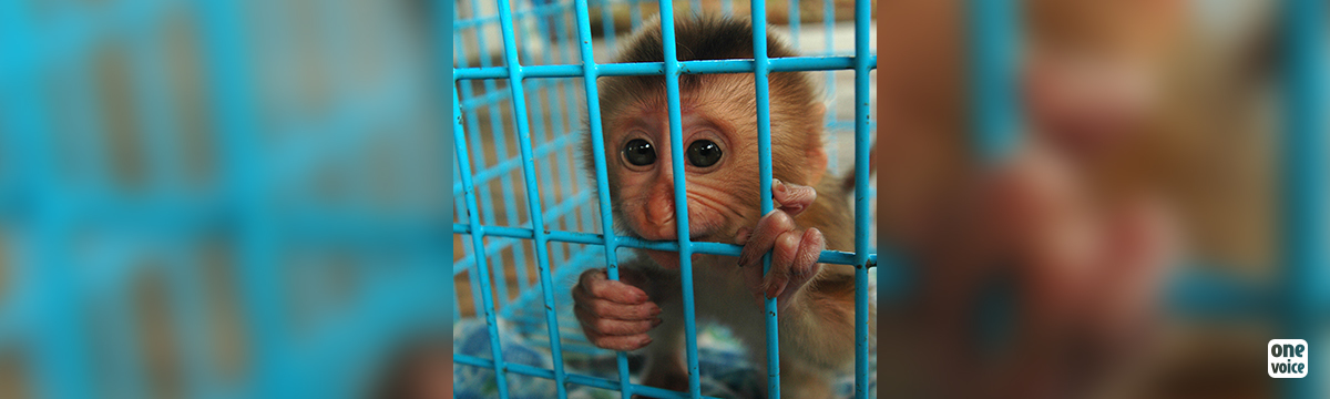 New animal protection partnership at a European level that aims to end animal testing in the EU