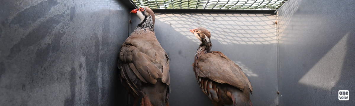 Birds bred for hunting, a French scandal