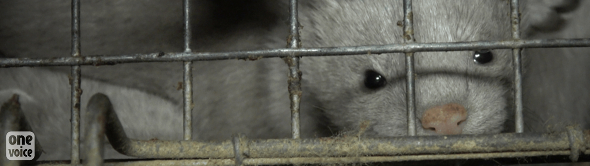 The horrors of cannibalism in fur farms revealed in a video