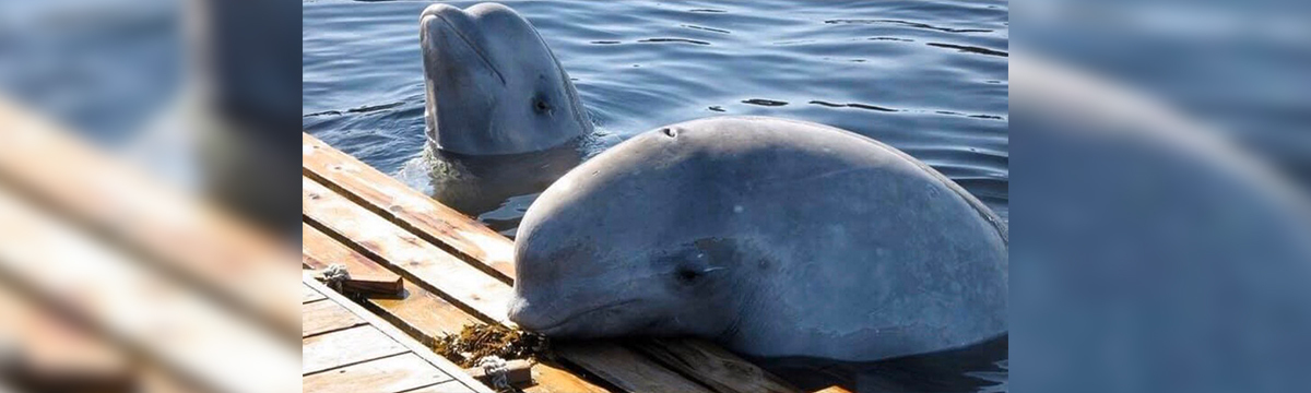 Les derniers bélugas de la prison des baleines