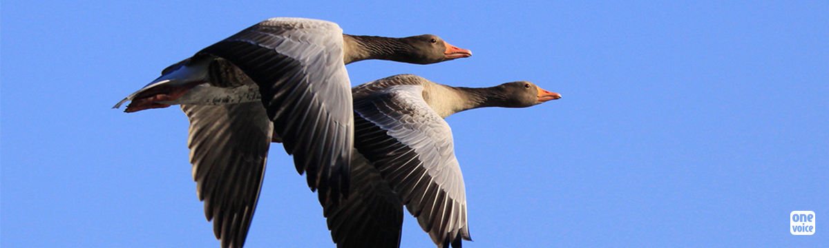 Victory: The State Council suspends the decree authorizing the hunting of wild geese in February!