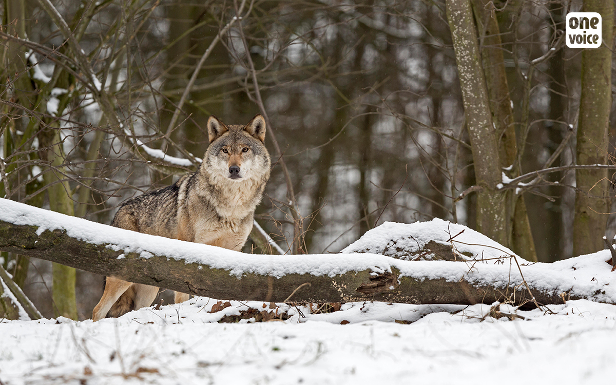 Does the law finally decide to defend wolves?