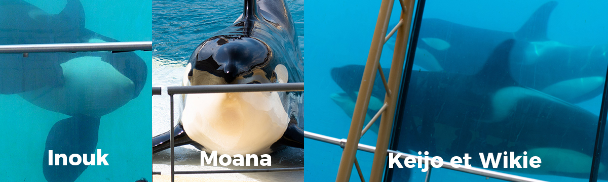 Save our orcas! A sanctuary, not China!