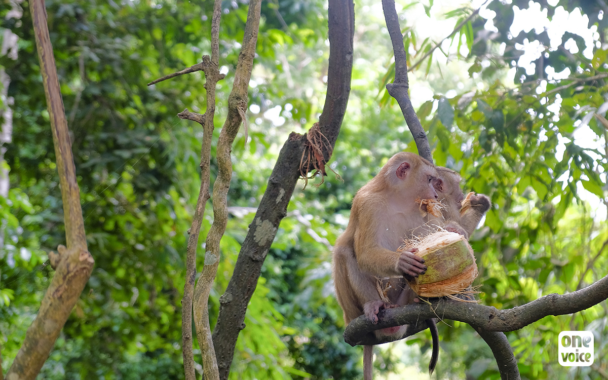 Ratchaprao, l’huile de coco labellisée garantie sans exploitation des singes