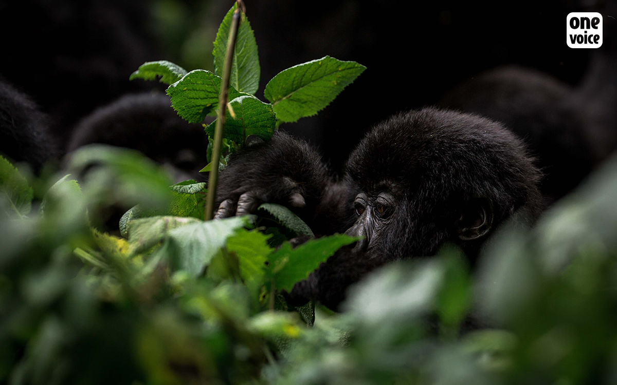 Rwanda: wildlife and its many facets