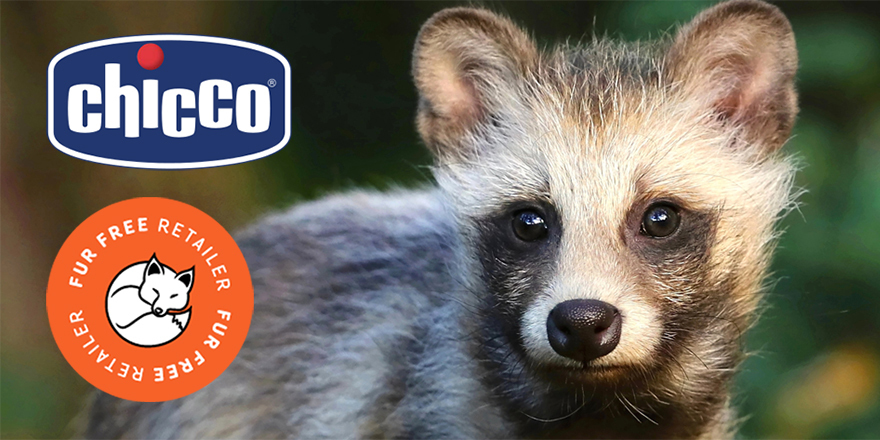 Chicco obtient le label Fur Free Retailer !