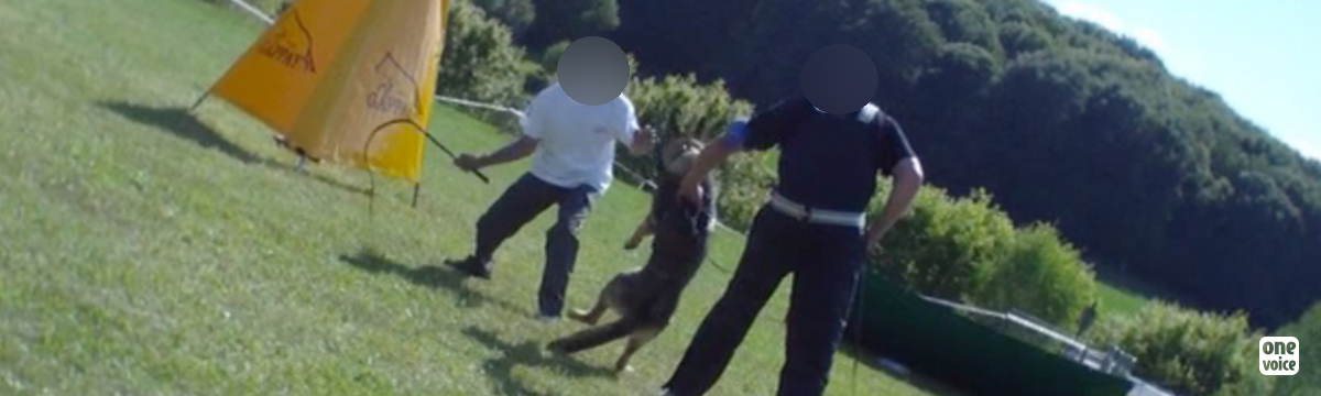 Dogs are being mistreated training clubs: justice warrants an investigation