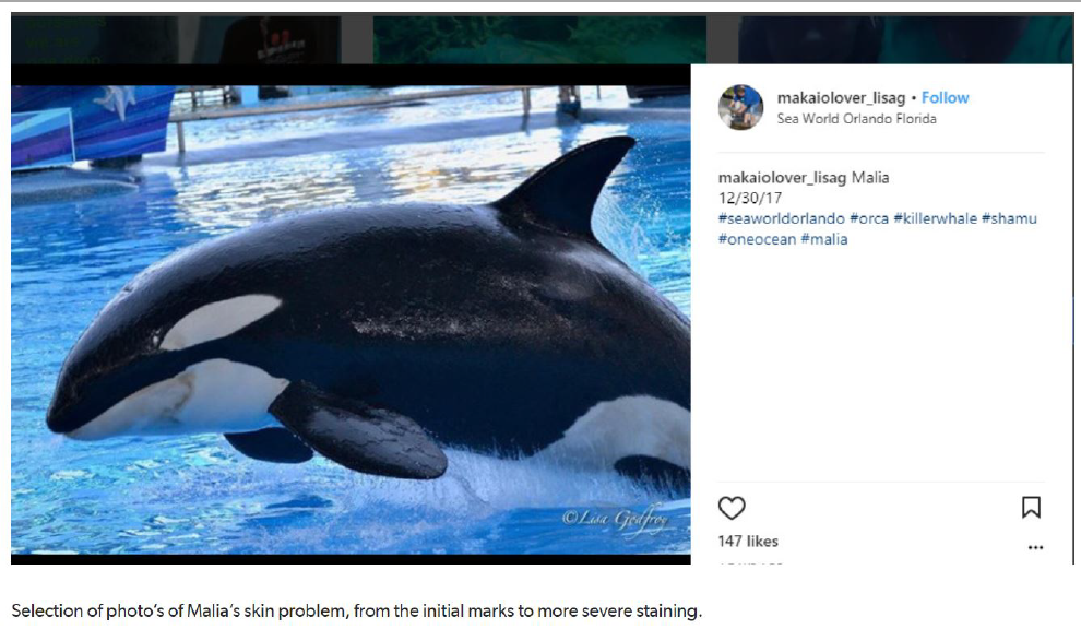 A female orca (captive born), known as Malia, with an undisclosed pathogen creating extensive skin discolouration and apparently some open lesions. Posted online 20171230 by ‘makaiolover_lisag’, SeaWorld Orlando, Florida, USA.