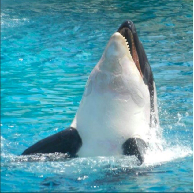 Kasatka image posted online 20170808 by ‘seaworldtruthteam’ (note the date the photo was taken is unclear). This posting was 1 week before she was euthanized by SeaWorld who stated that she had an untreatable, drug-resistant pathogen (this pathogen remain