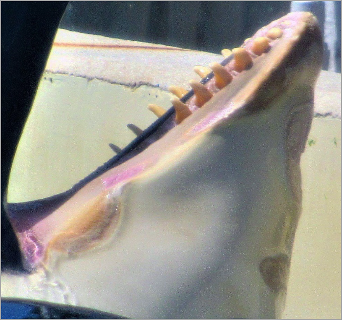 Photo prise autour du 16/6/2017 par un lanceur d’alerte au SeaWorld de San Diego, Californie, USA.
