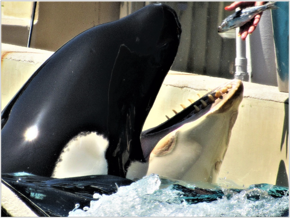 Kasatka (including close-up) with an undisclosed pathogen creating extensive lesions. Photo circa 20170616 by a whistle-blower, SeaWorld San Diego, California, USA.