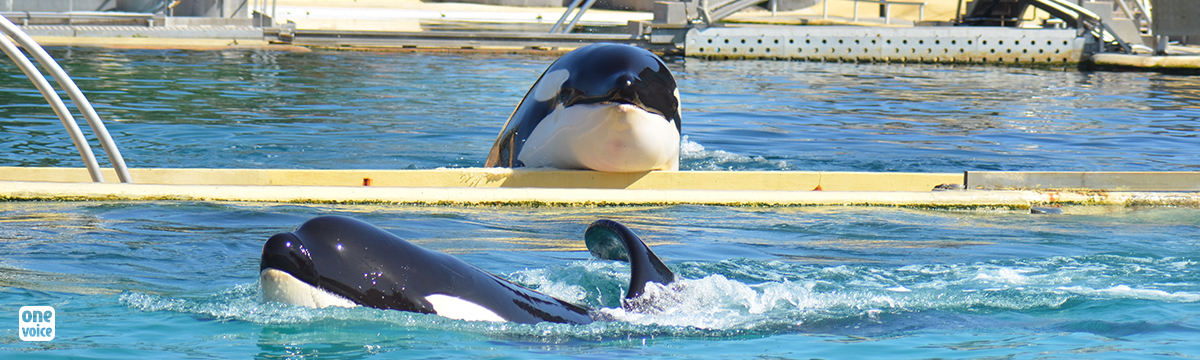 Lettre d'Ingrid Visser et de spécialistes aux ambassadeurs pour interdire l'import d’animaux sauvages vers la Chine, Orcinus orca, potentiels vecteurs