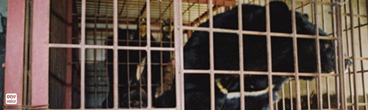 Informer, éduquer et préserver les ours en voie de disparition au Vietnam