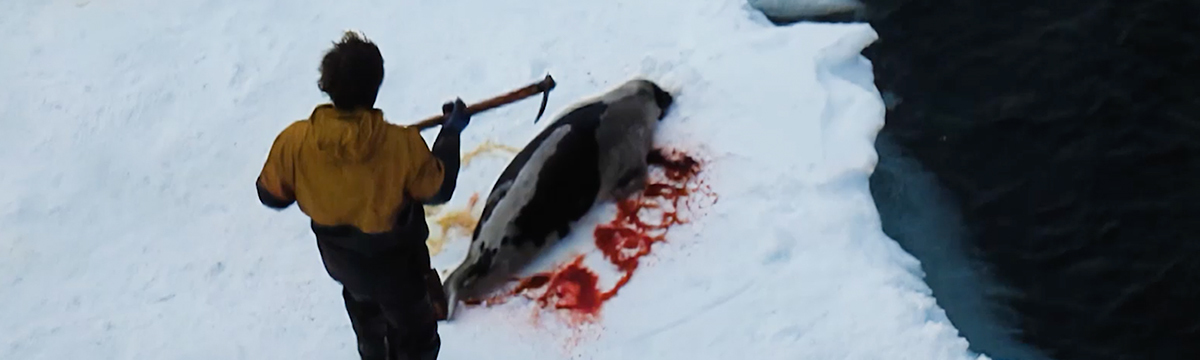 En Norvège, la chasse aux phoques autorisée sans inspecteurs de protection animale !