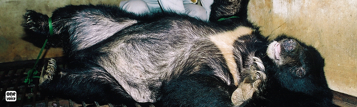 La bile d’ours : la fin d’une torture séculaire au Vietnam