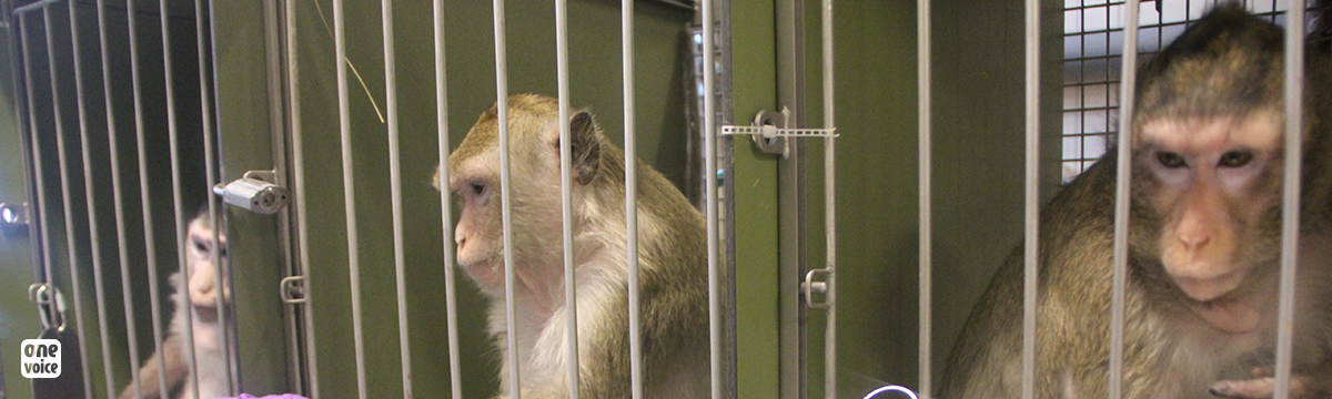 Sauvons les singes d’un laboratoire suédois !