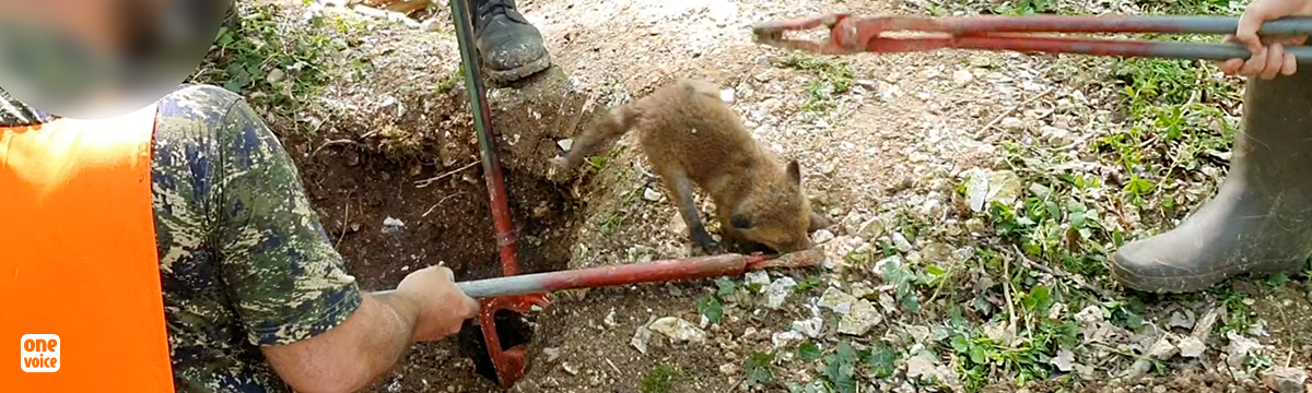 Fox cubs dug up: undercover infiltration