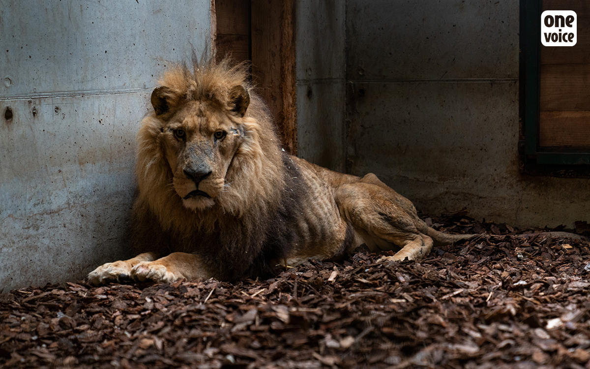 In reply to the prefecture of the Eure, following the seizure of the lion Jon