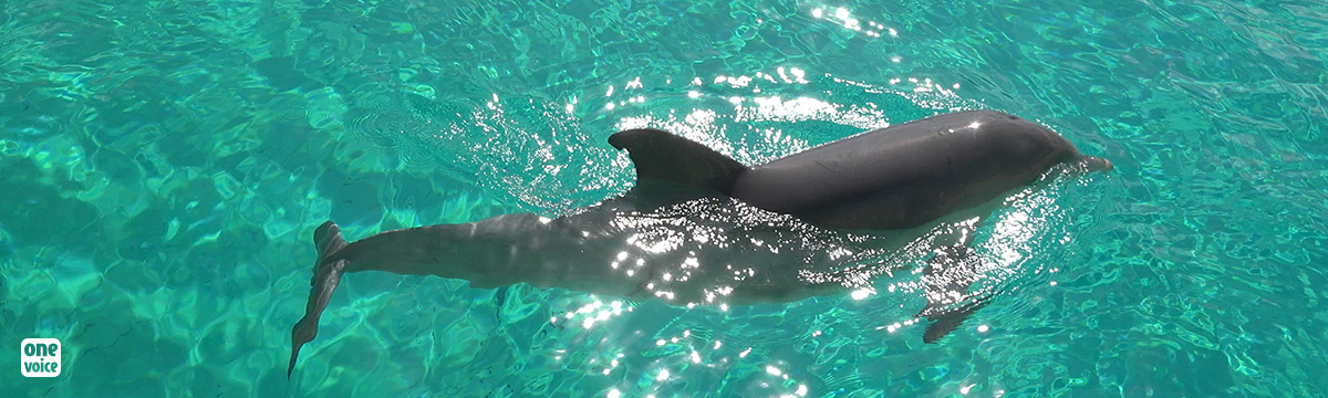 Birth and death in a dolphinarium – a week in a pool 