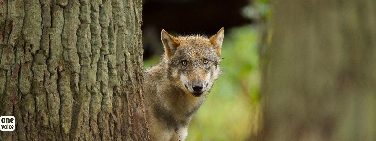Increase in the number of wolves in France slows: One Voice demands a stop to their slaughter.