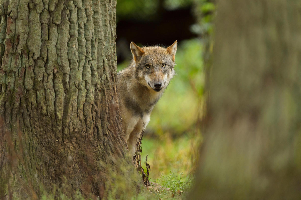 Ralentissement de la croissance de la population de loups en France : One Voice exige l’arrêt de leur abattage !