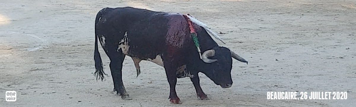 Six taureaux torturés jusqu’à la mort: la corrida reprend