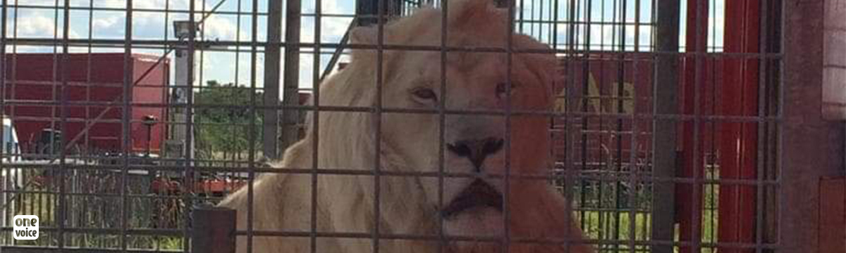 À vie dans une cage de cirque rouge sang : Eliott, le lion blanc mutilé 